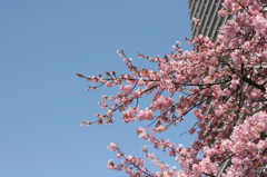 河津桜_33