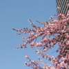 河津桜_33