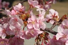 河津桜_42