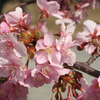 河津桜_42