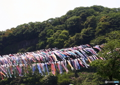 相模川鯉のぼり_2