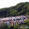 相模川鯉のぼり_2