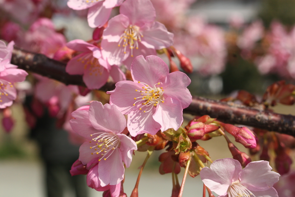 河津桜_44