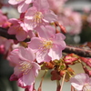 河津桜_44