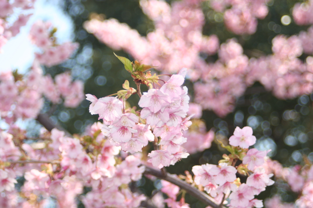 河津桜_10