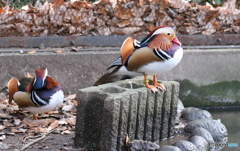 相模原麻溝公園のオシドリ