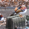 相模原麻溝公園のオシドリ