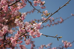 河津桜_9