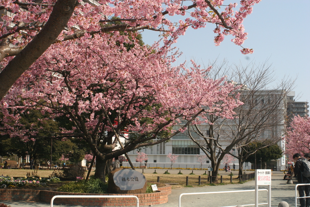 河津桜_39