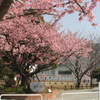 河津桜_39