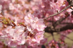 河津桜_46