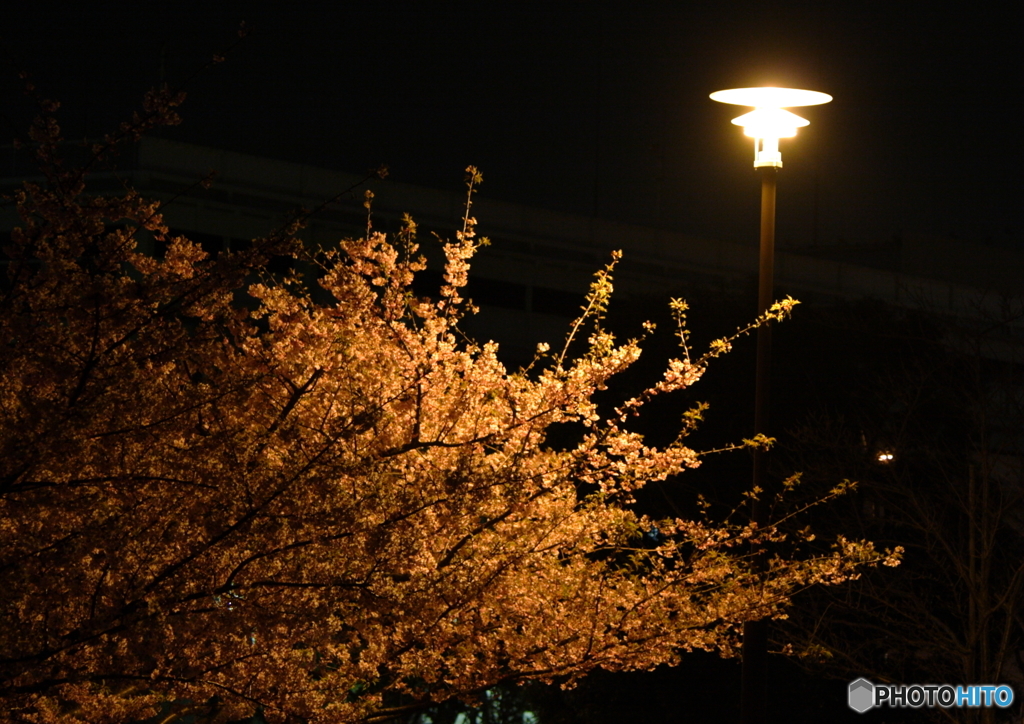 夜の川津桜