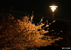 夜の川津桜