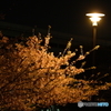 夜の川津桜