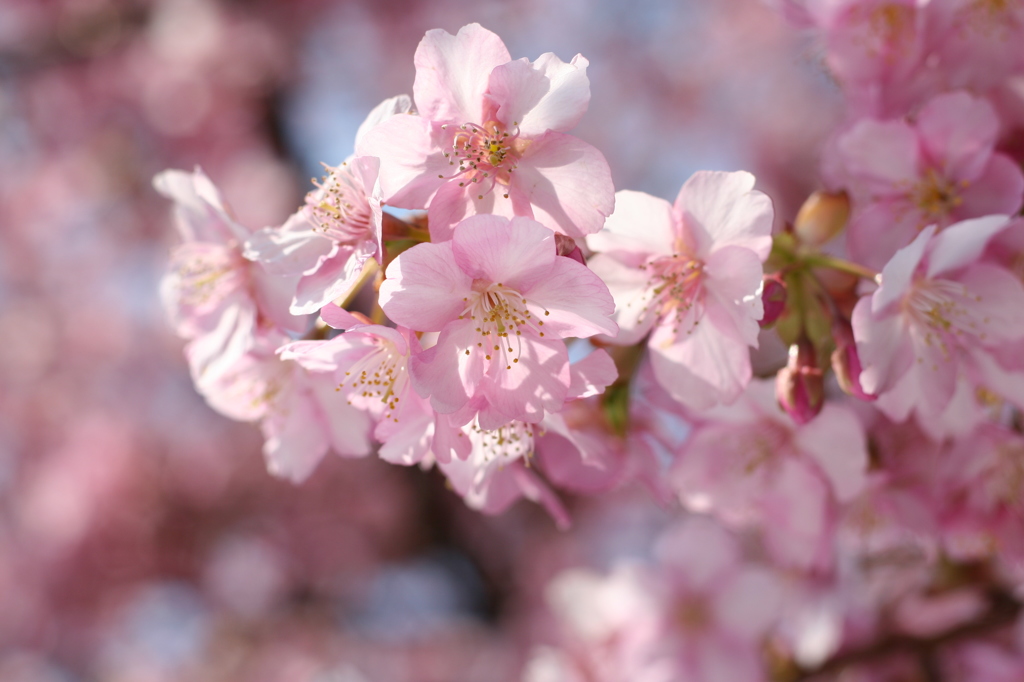 河津桜_13