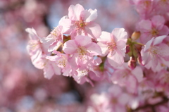 河津桜_13