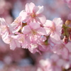 河津桜_13