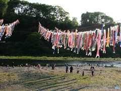 夕方の鯉のぼり