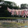 夕方の鯉のぼり
