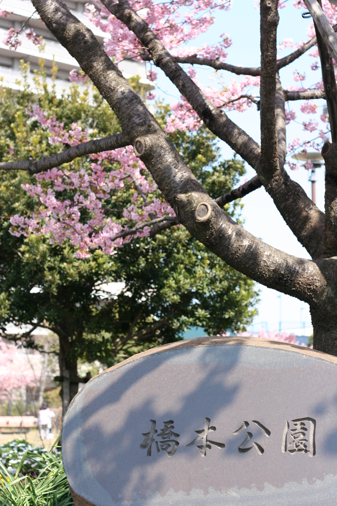 河津桜_31