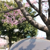 河津桜_31