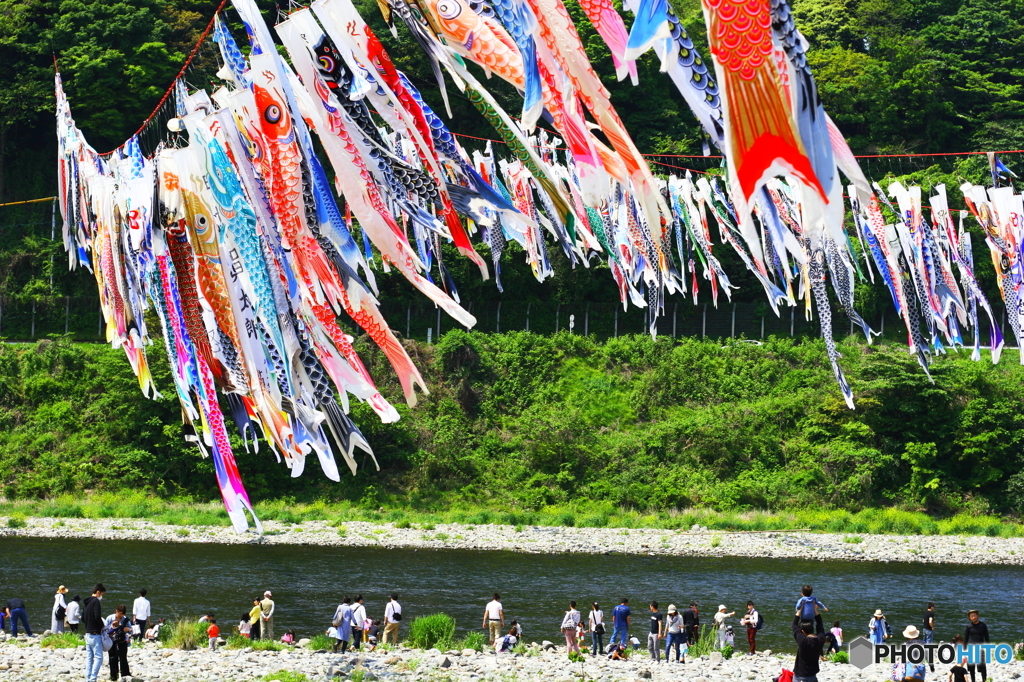 相模川鯉のぼり_３