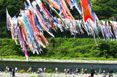 相模川鯉のぼり_３