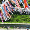 相模川鯉のぼり_３