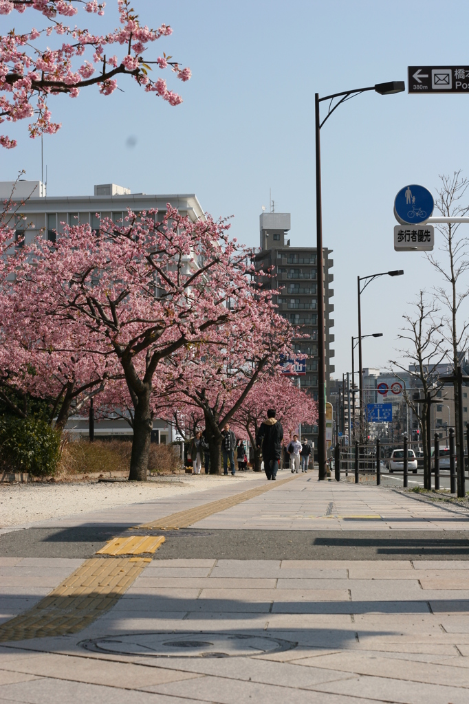河津桜_23