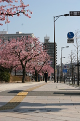 河津桜_23