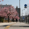 河津桜_23