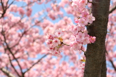 河津桜_5