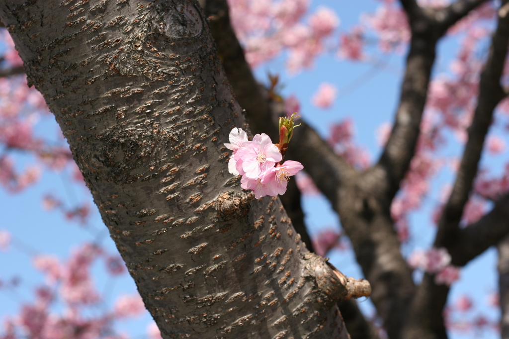 河津桜_1