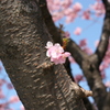 河津桜_1