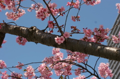 河津桜_18