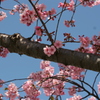 河津桜_18