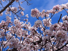 青空桜