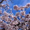 青空桜