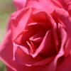 情熱の赤いバラ