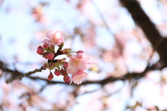 河津桜