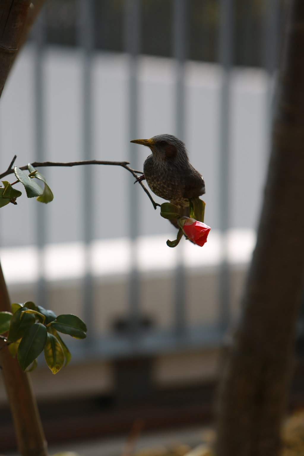 鳥さん