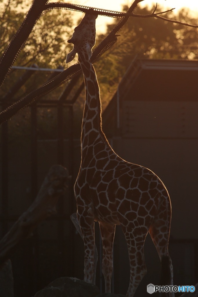 夕日に照らされて