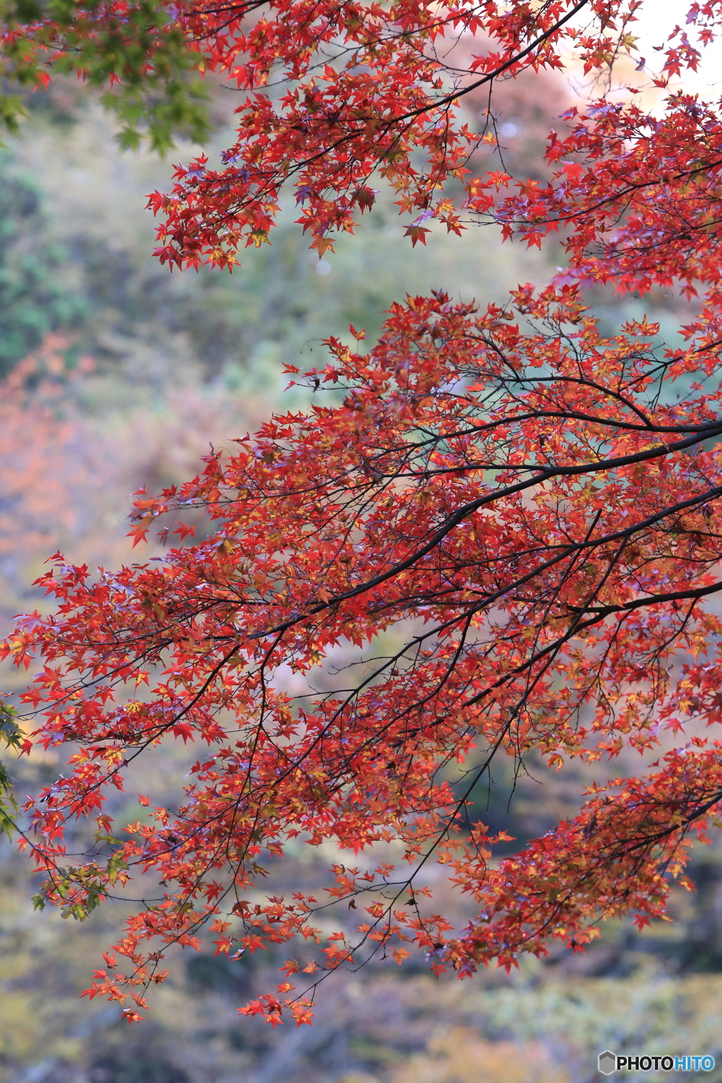 紅