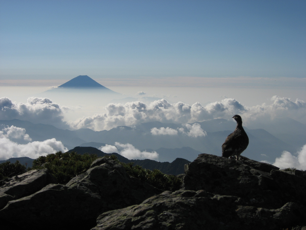 ライチョウと富士山