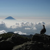 ライチョウと富士山