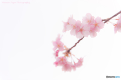 早咲きの春