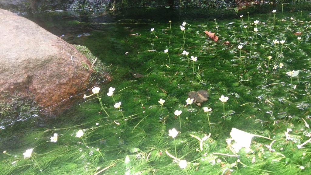 綺麗な花。