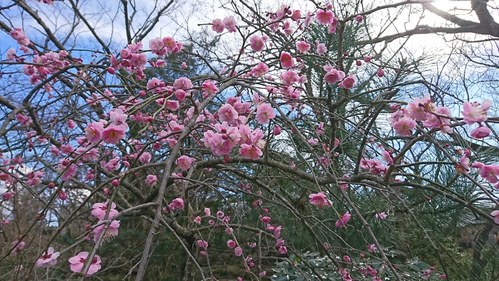 梅の花