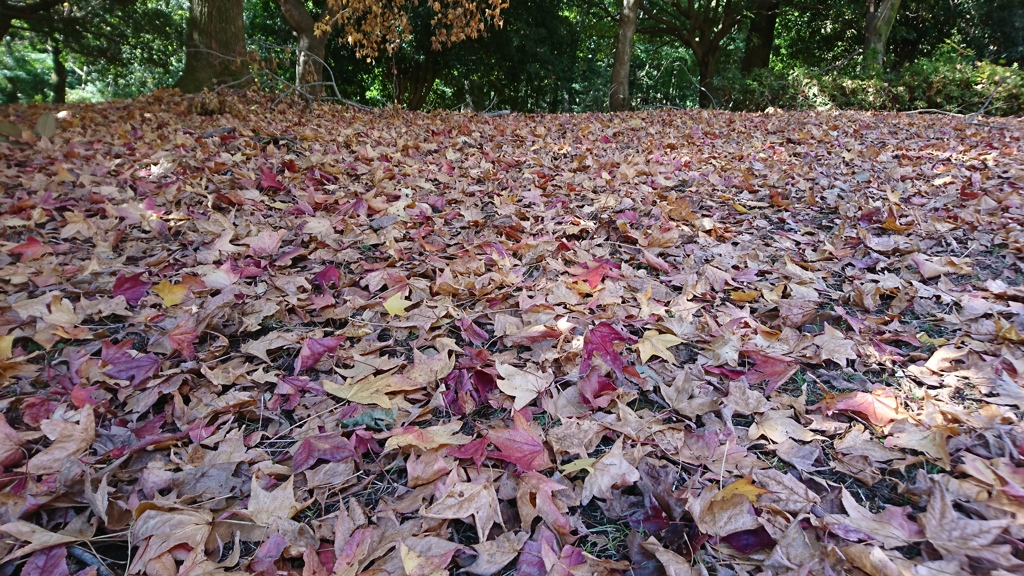 紅葉のじゅうたん！