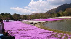 富士芝桜